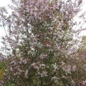 Prunus padus 'Coloratus' P18 P28